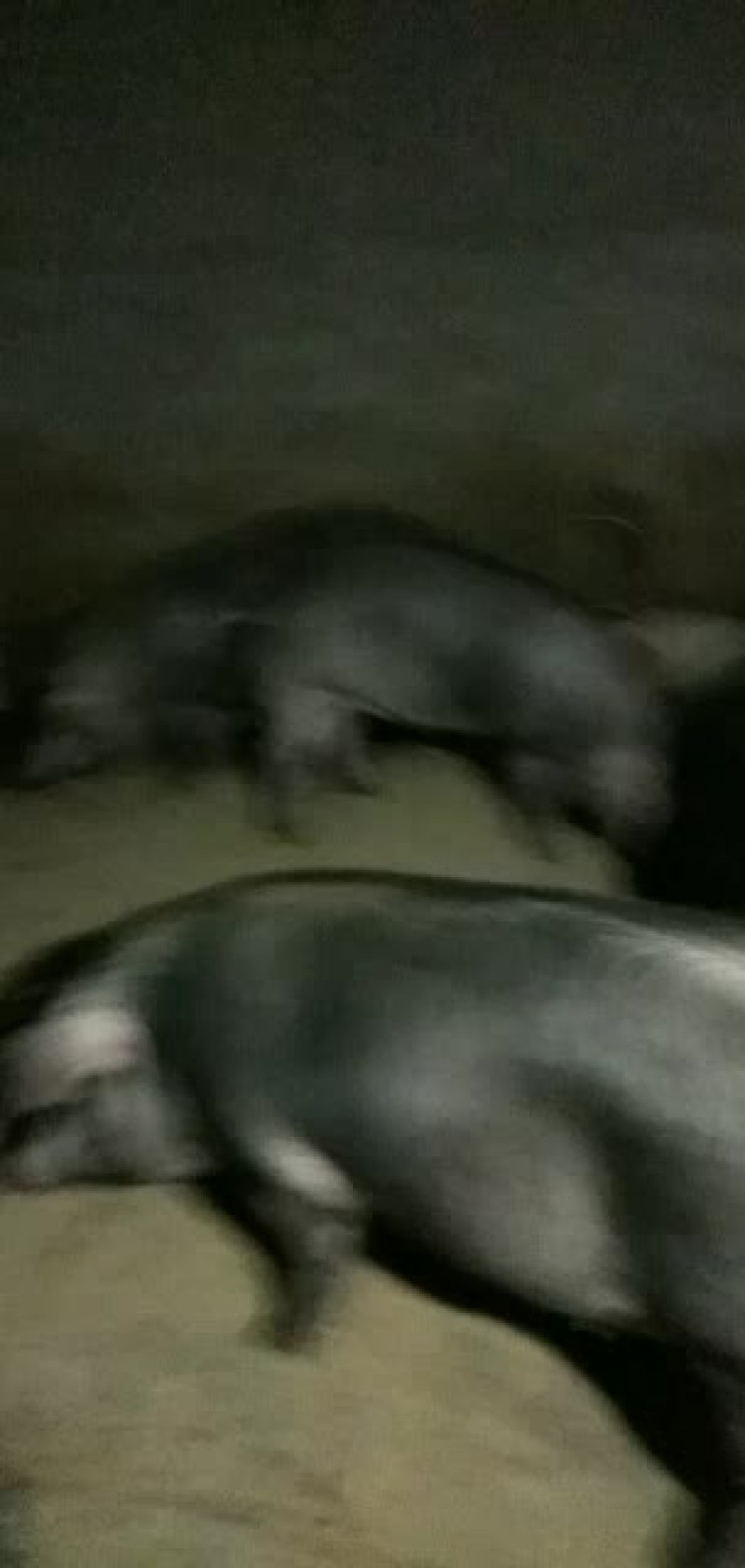 黑猪