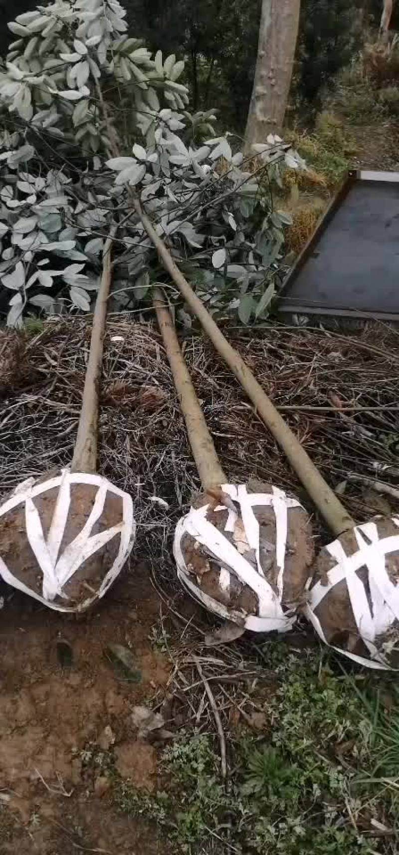深山含笑6-7公分深山含笑大量供应
