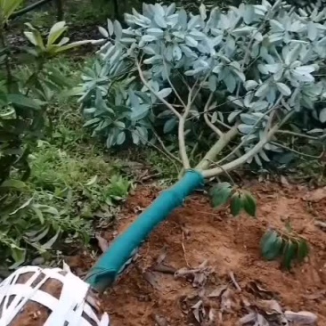 深山含笑6-7公分深山含笑大量供应