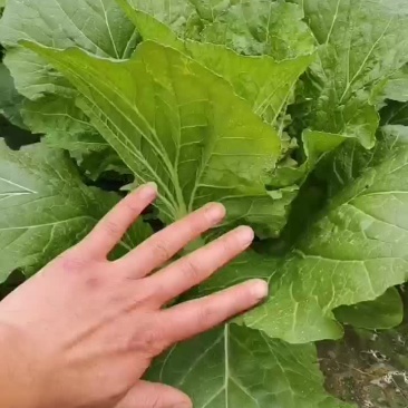 镇雄县上宇农业