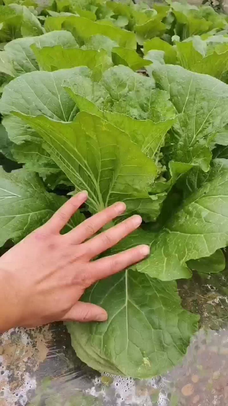 镇雄县上宇农业