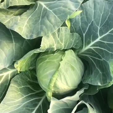 精品甘蓝菜，大量上市，精品