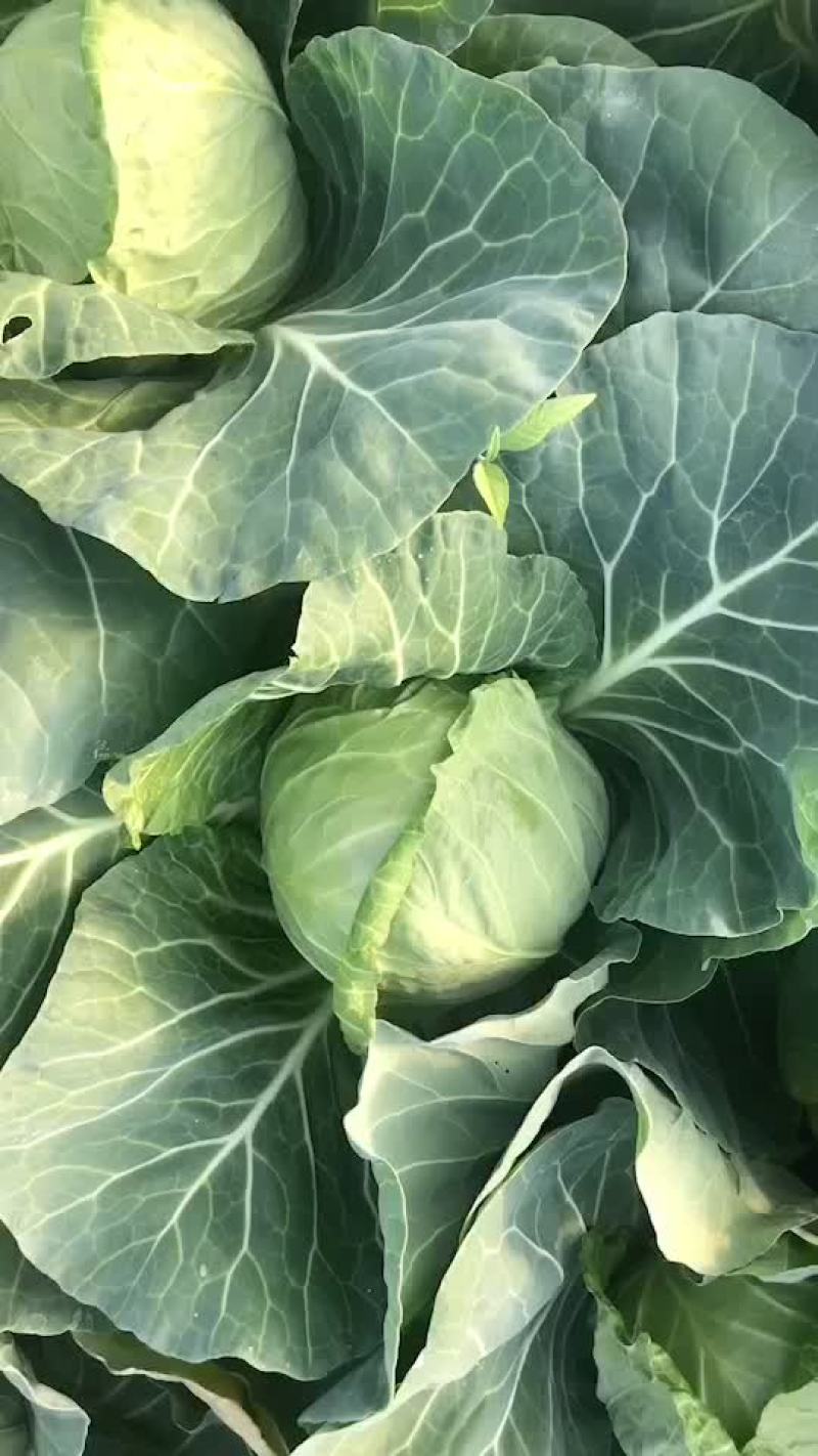 精品甘蓝菜，大量上市，精品