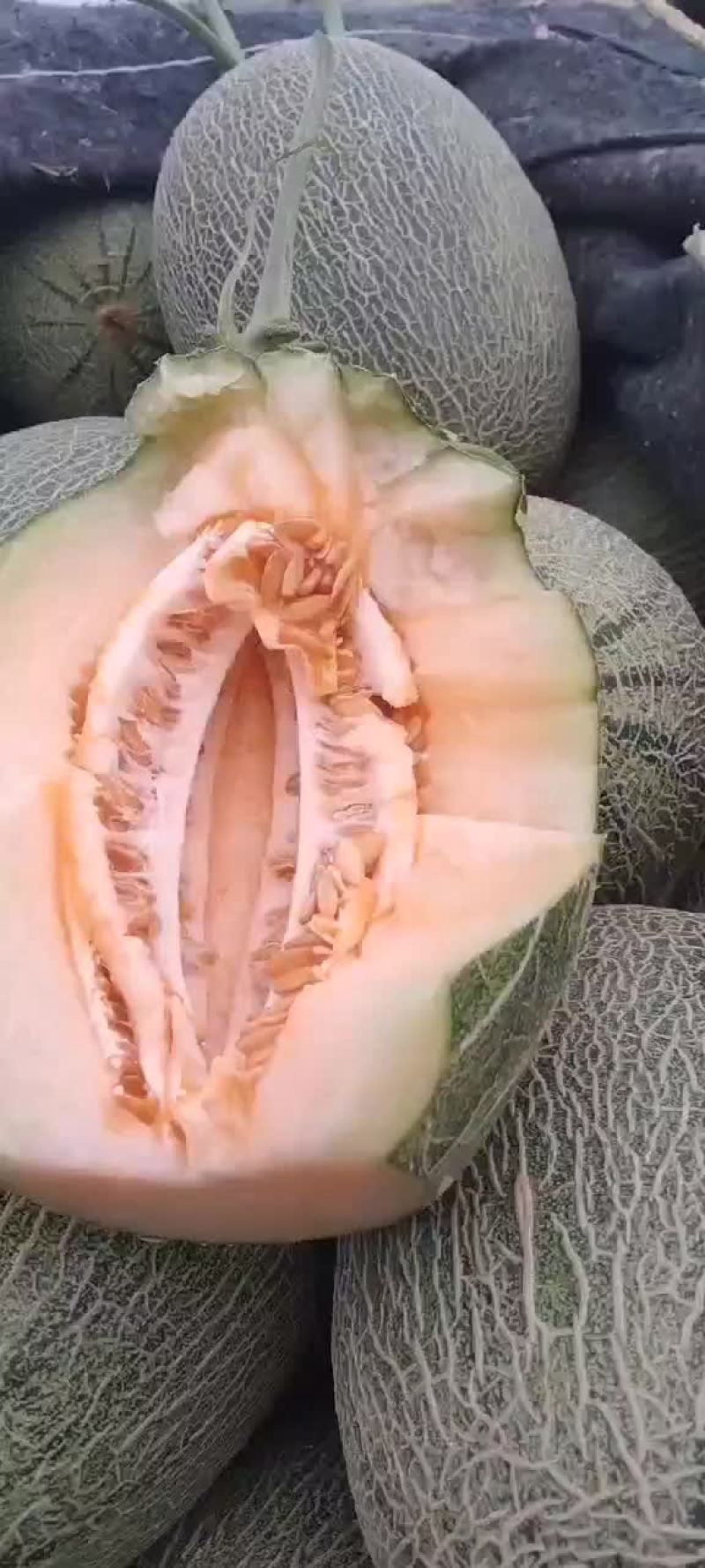 西州蜜25