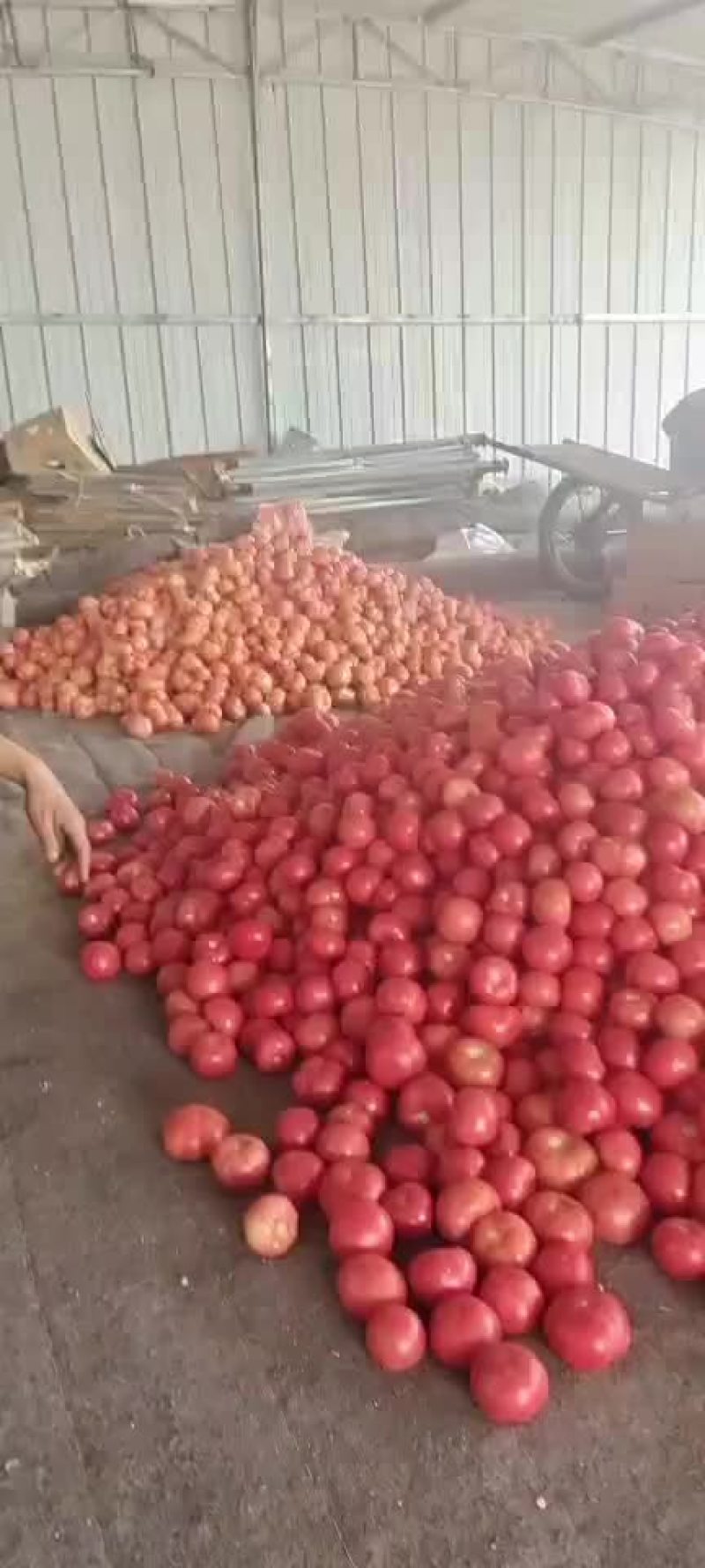 西红柿大量上市