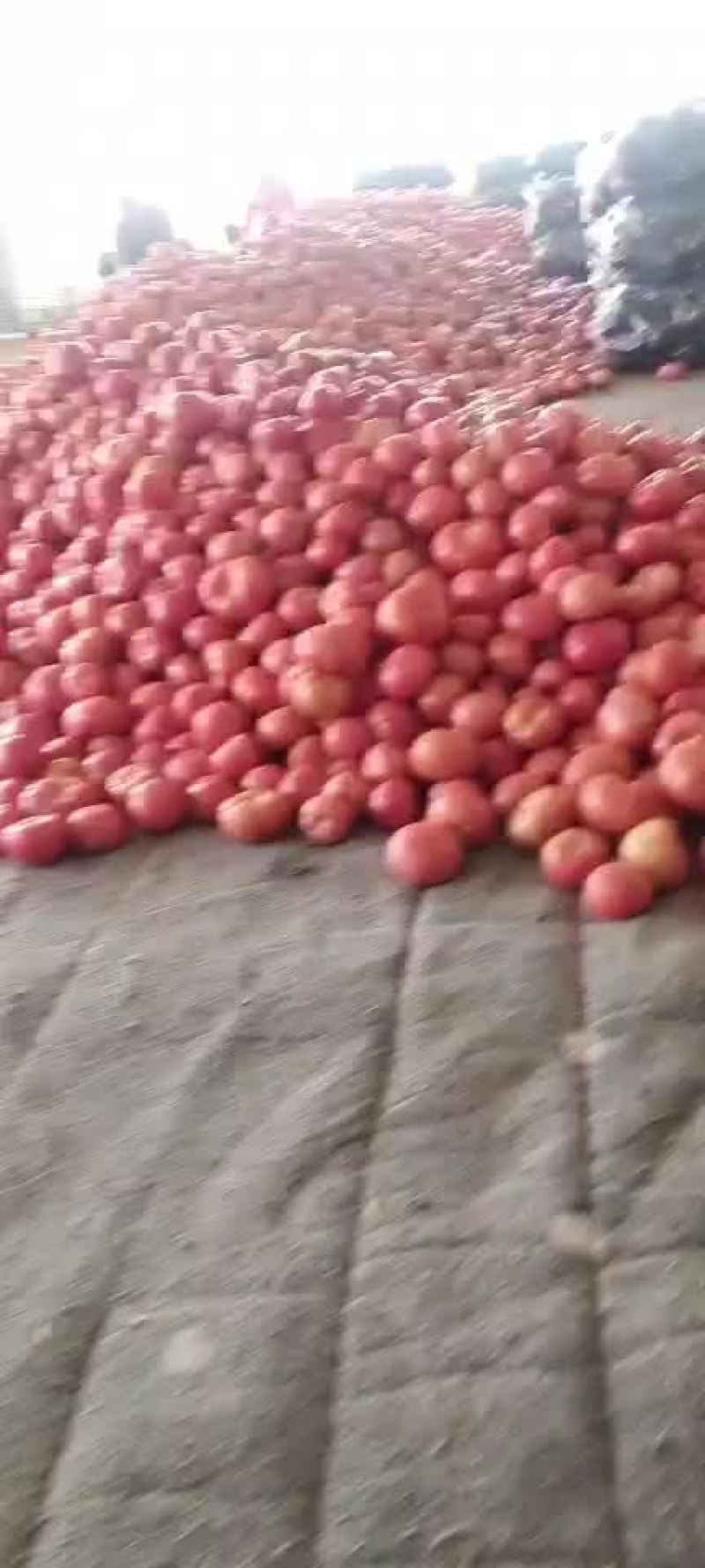 西红柿大量上市