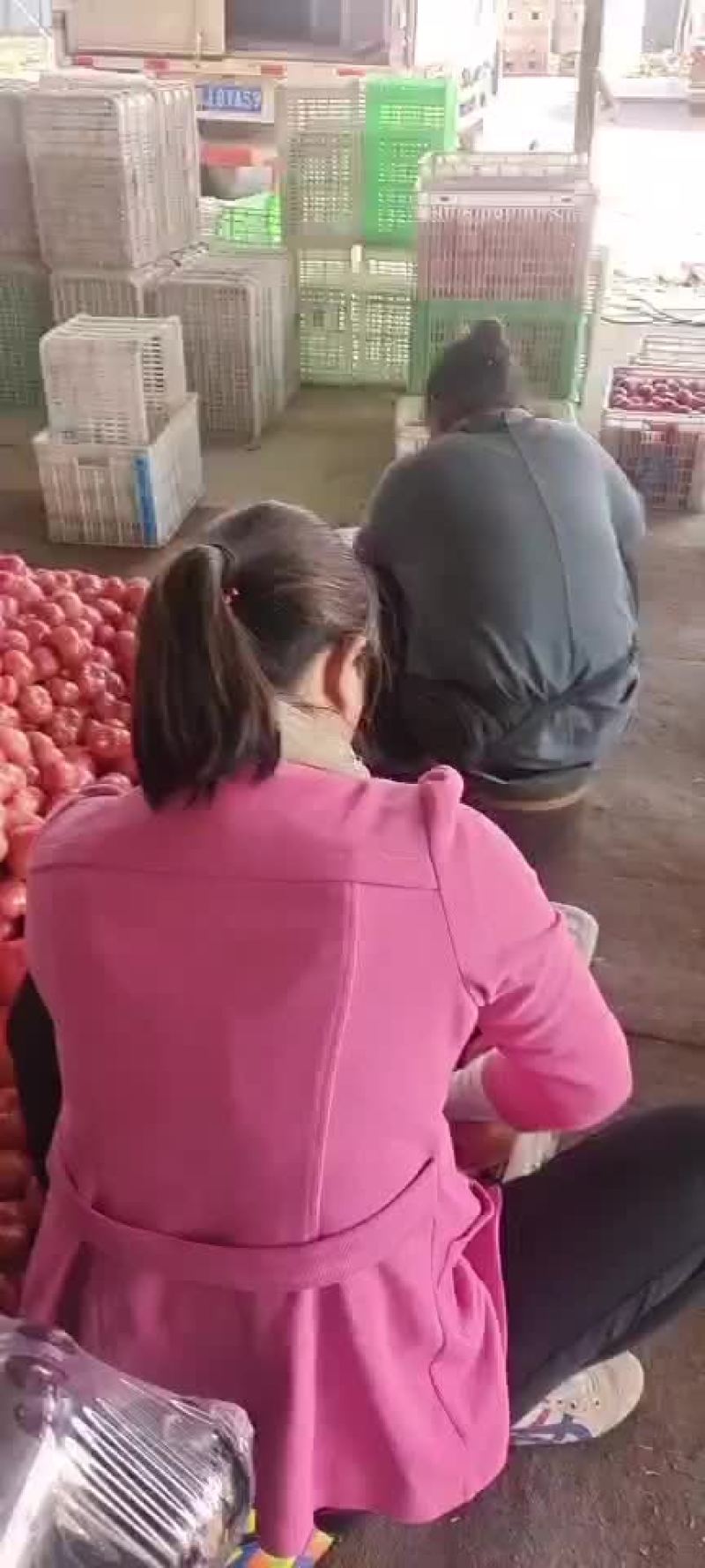 西红柿大量上市