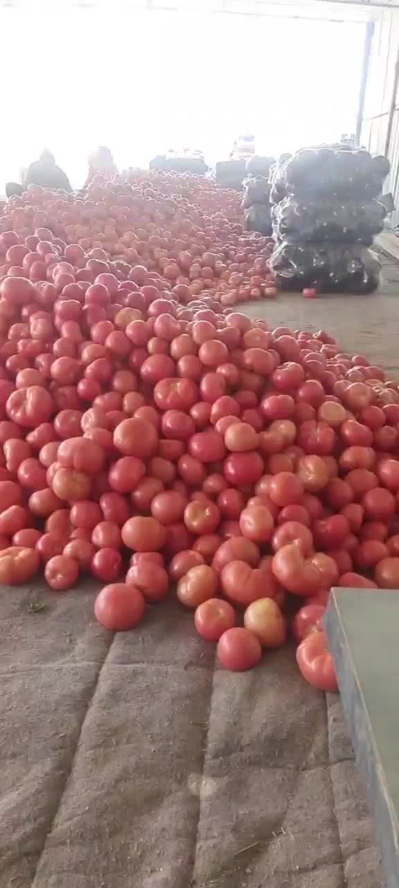 西红柿大量上市