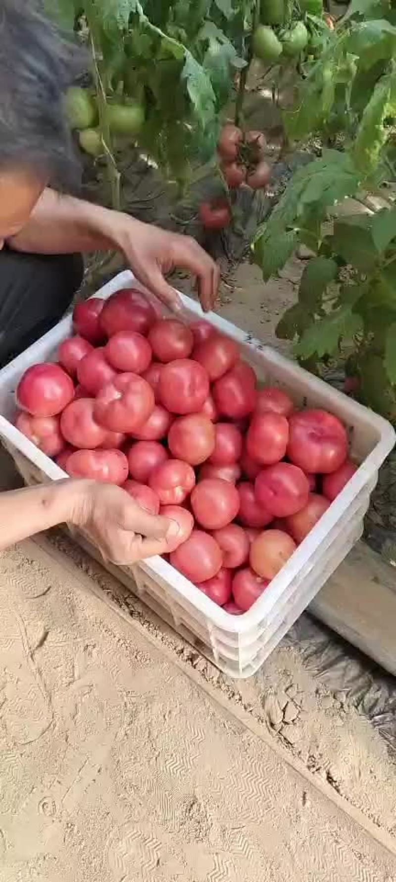 西红柿大量上市