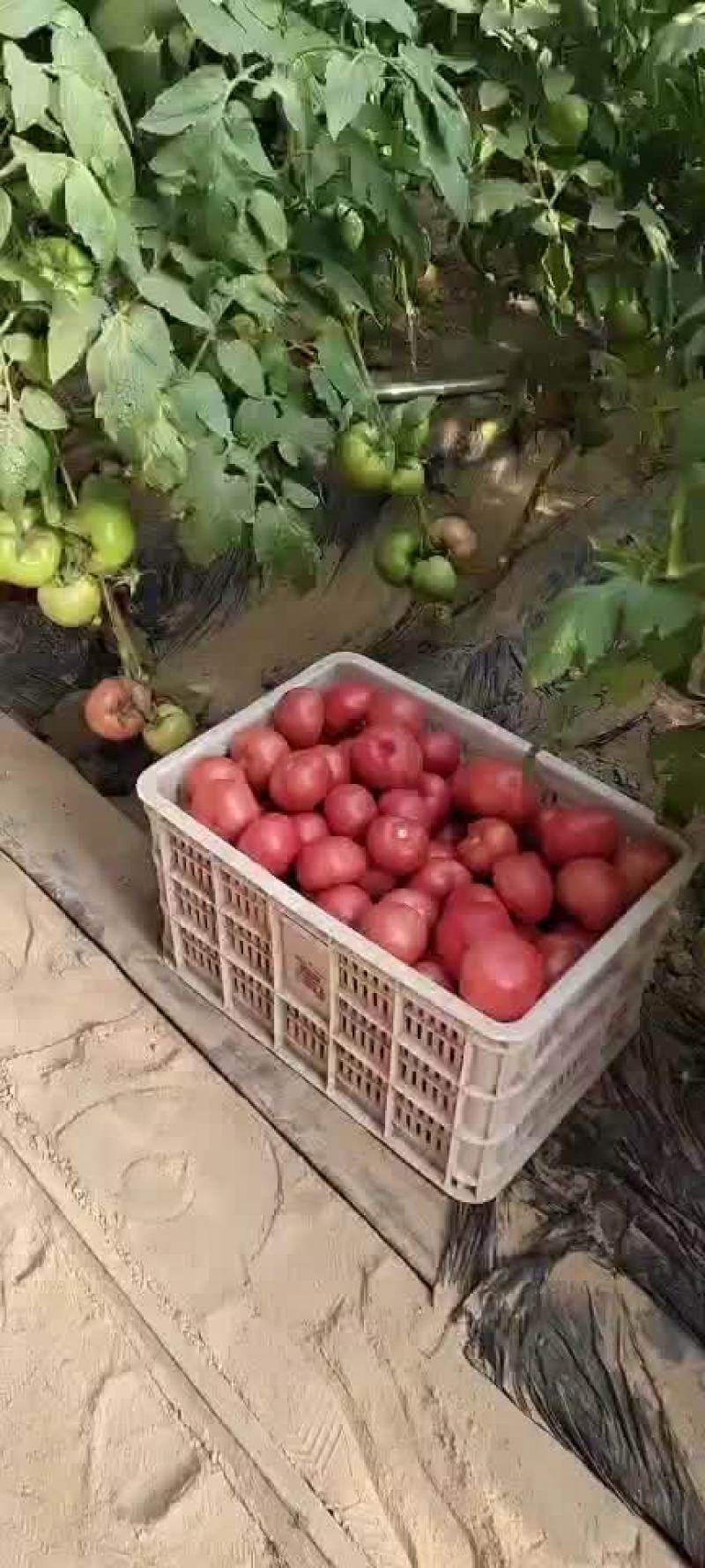 西红柿大量上市