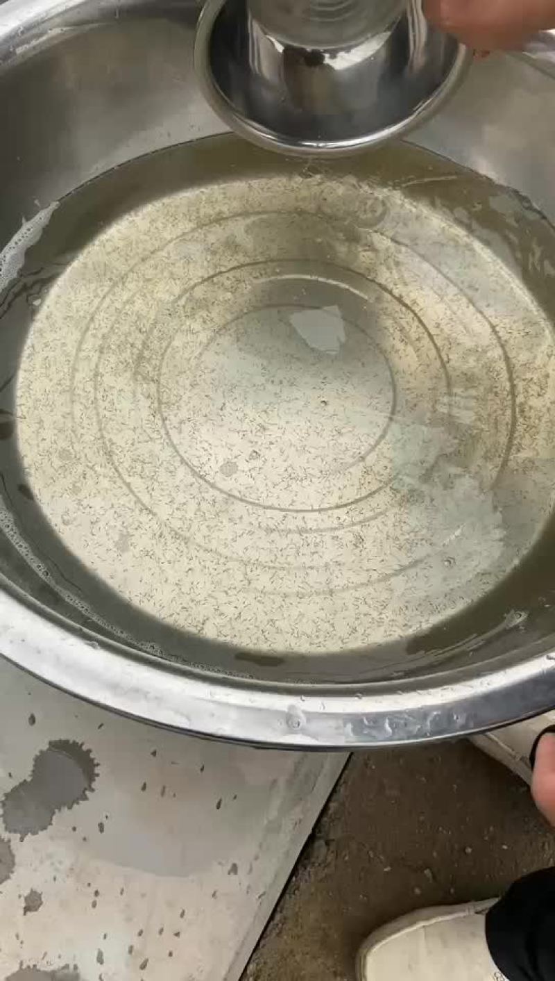 鲫鱼水花，公司专业人员养殖鱼苗彭泽鲫鱼苗，需要迅速联系。