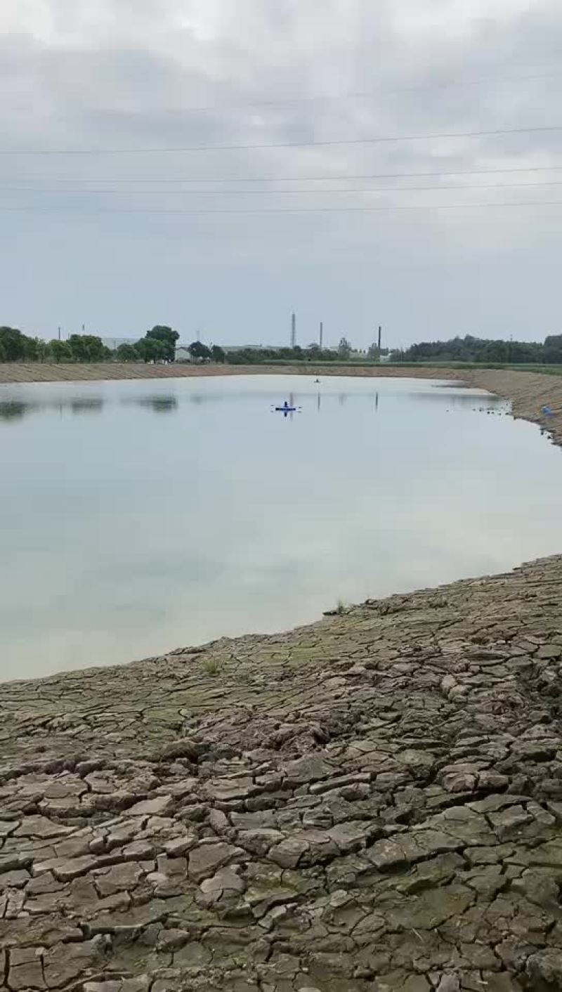 鲫鱼水花，公司专业人员养殖鱼苗彭泽鲫鱼苗，需要迅速联系。