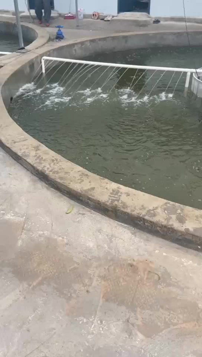 鲫鱼水花，公司专业人员养殖鱼苗彭泽鲫鱼苗，需要迅速联系。