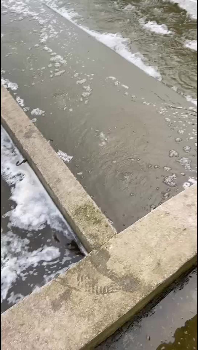 鲫鱼水花，公司专业人员养殖鱼苗彭泽鲫鱼苗，需要迅速联系。