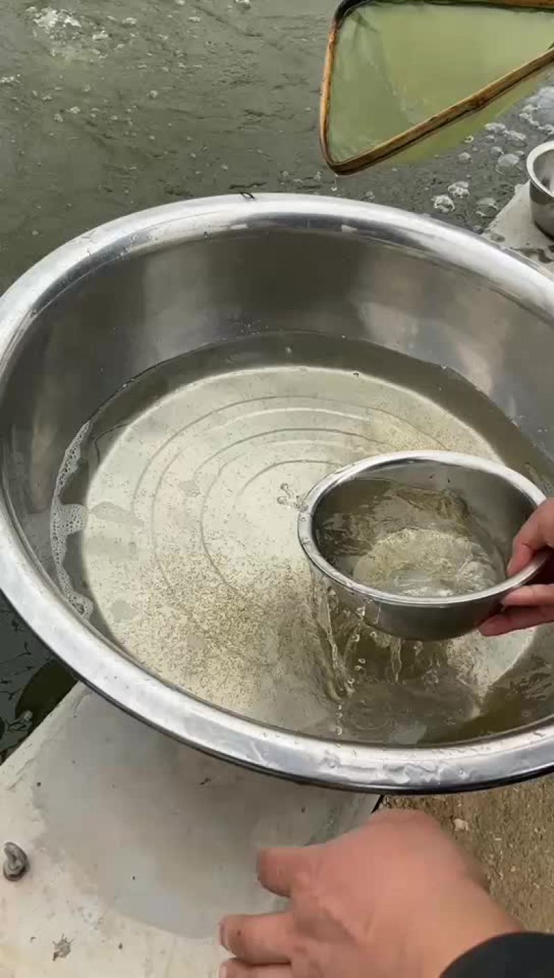 鲫鱼水花，公司专业人员养殖鱼苗彭泽鲫鱼苗，需要迅速联系。