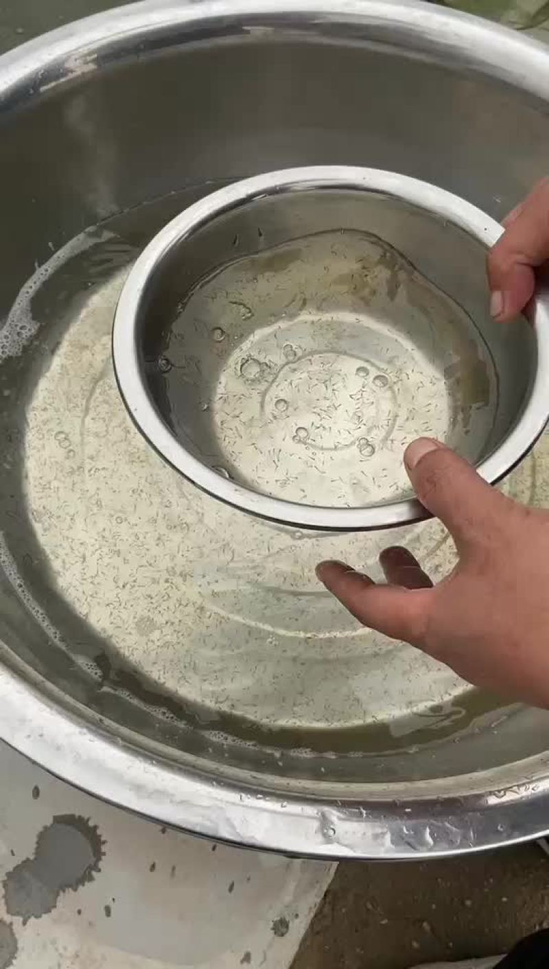 鲫鱼水花，公司专业人员养殖鱼苗彭泽鲫鱼苗，需要迅速联系。