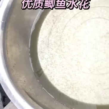 鲫鱼水花，公司专业人员养殖鱼苗彭泽鲫鱼苗，需要迅速联系。