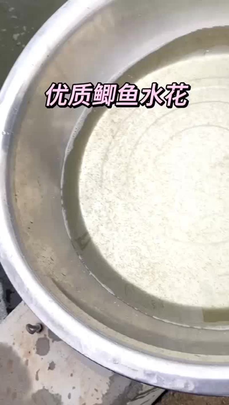 鲫鱼水花，公司专业人员养殖鱼苗彭泽鲫鱼苗，需要迅速联系。