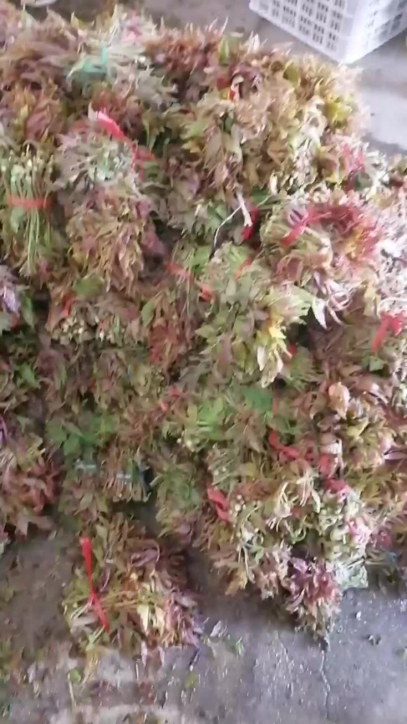 露天香椿有货，便宜了