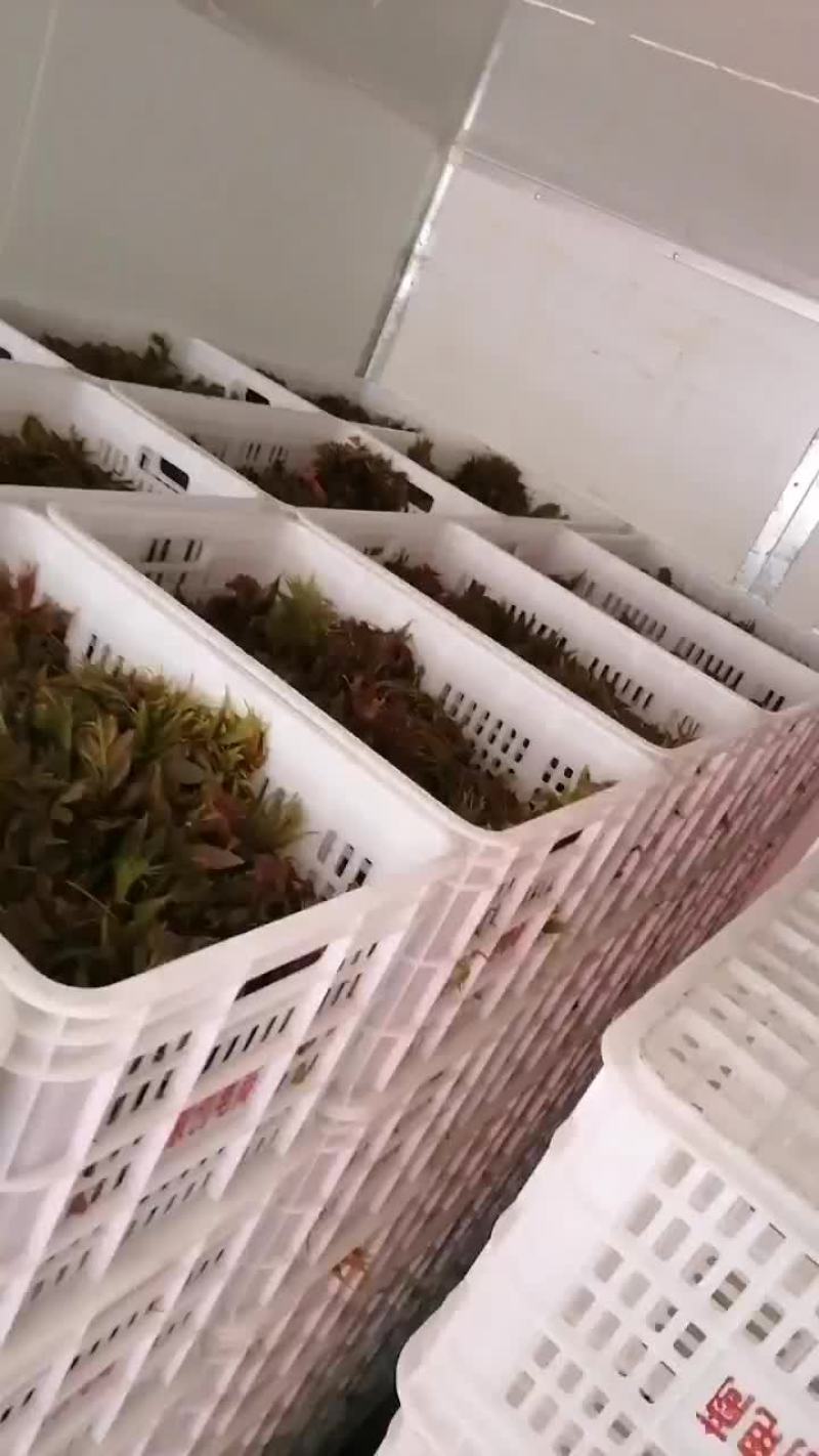 露天香椿有货，便宜了