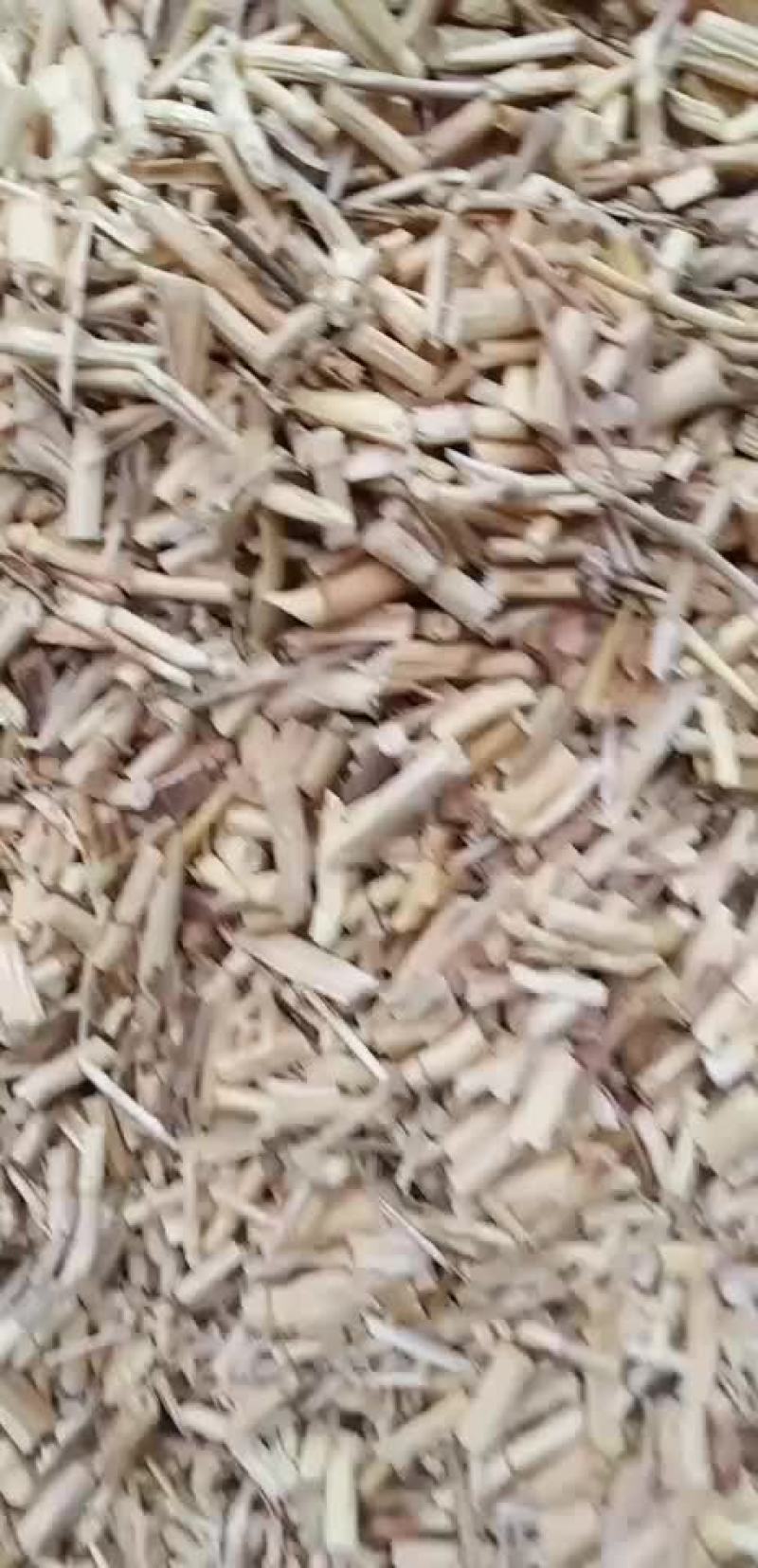 白茅根！！！！！！！！