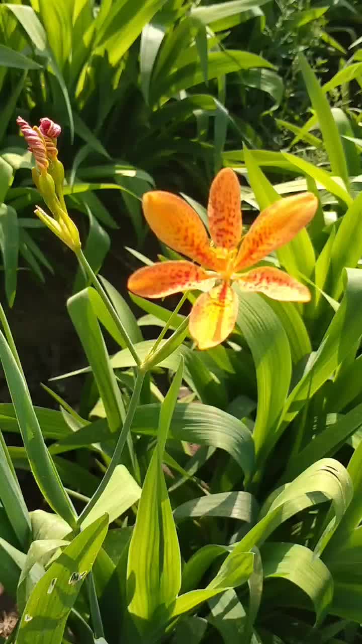 [射干苗批发]射干苗价格0.10元/棵 - 一亩田