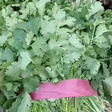 香菜