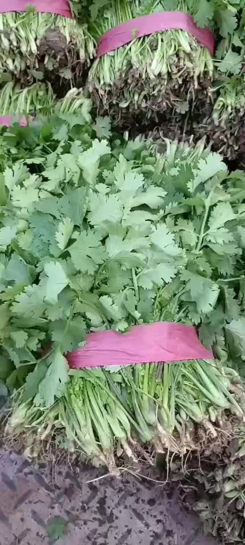 香菜