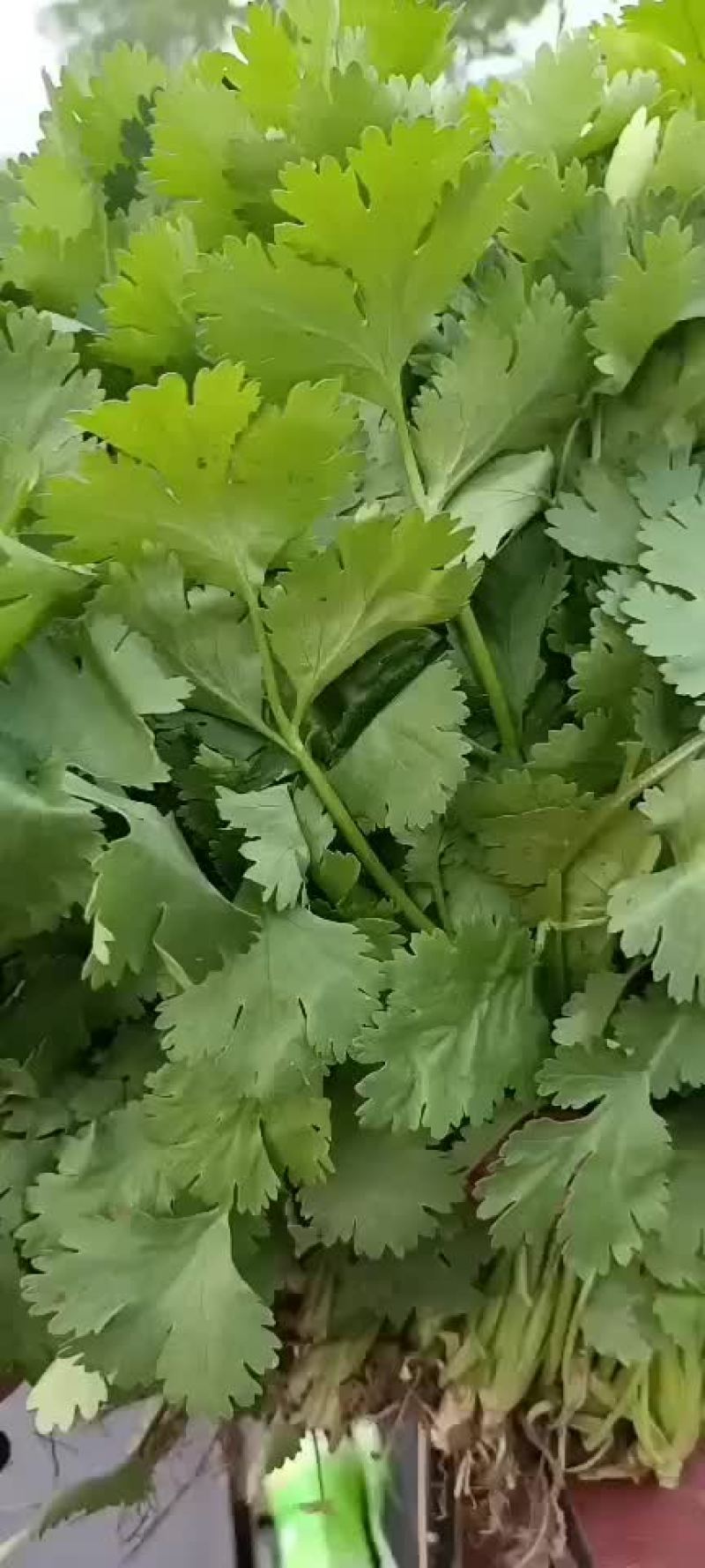 香菜