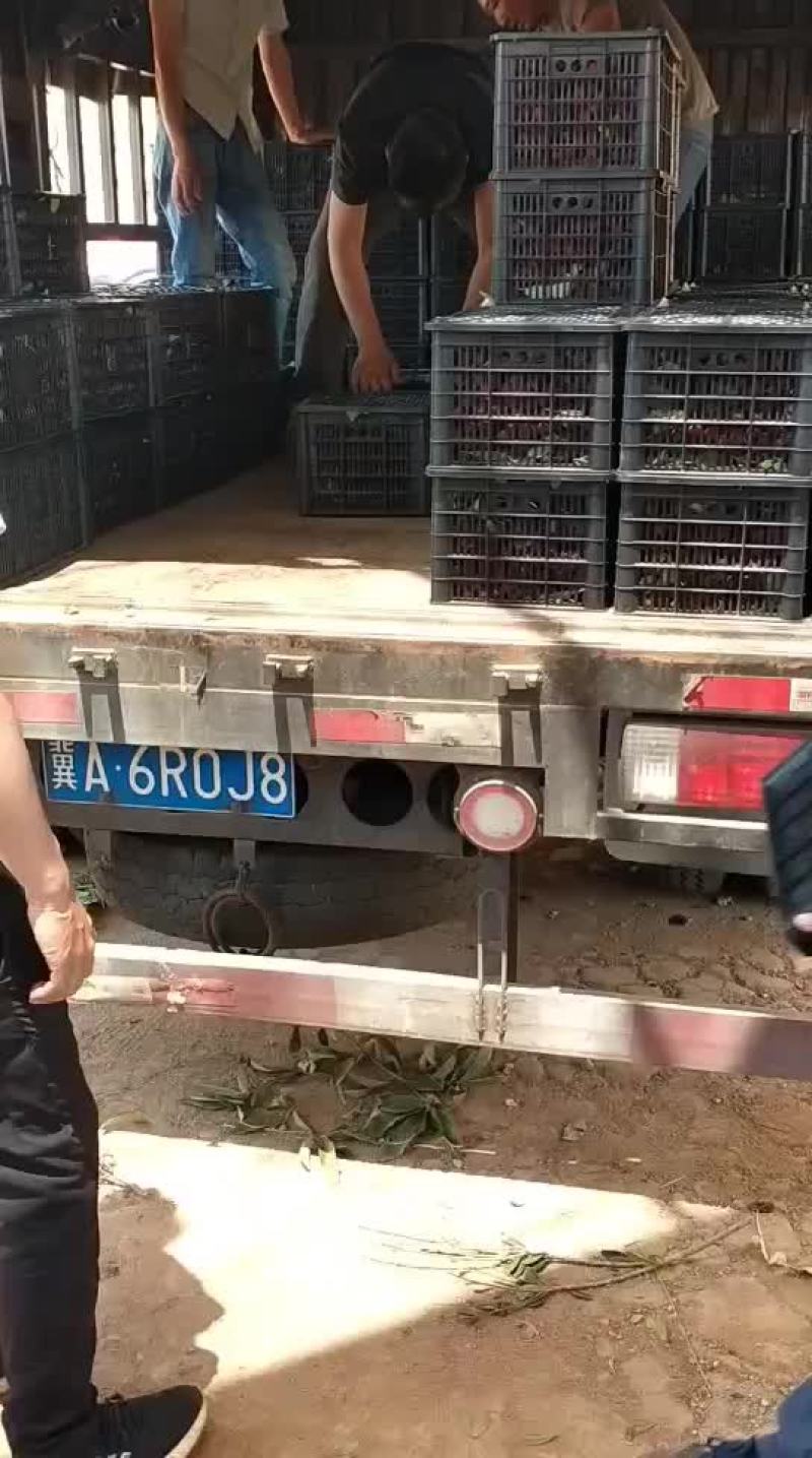 精品荸荠梅，东魁，早熟，支持一件代发，也支持代办