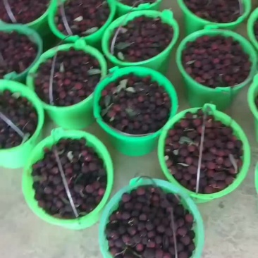 精品荸荠梅，东魁，早熟，支持一件代发，也支持代办