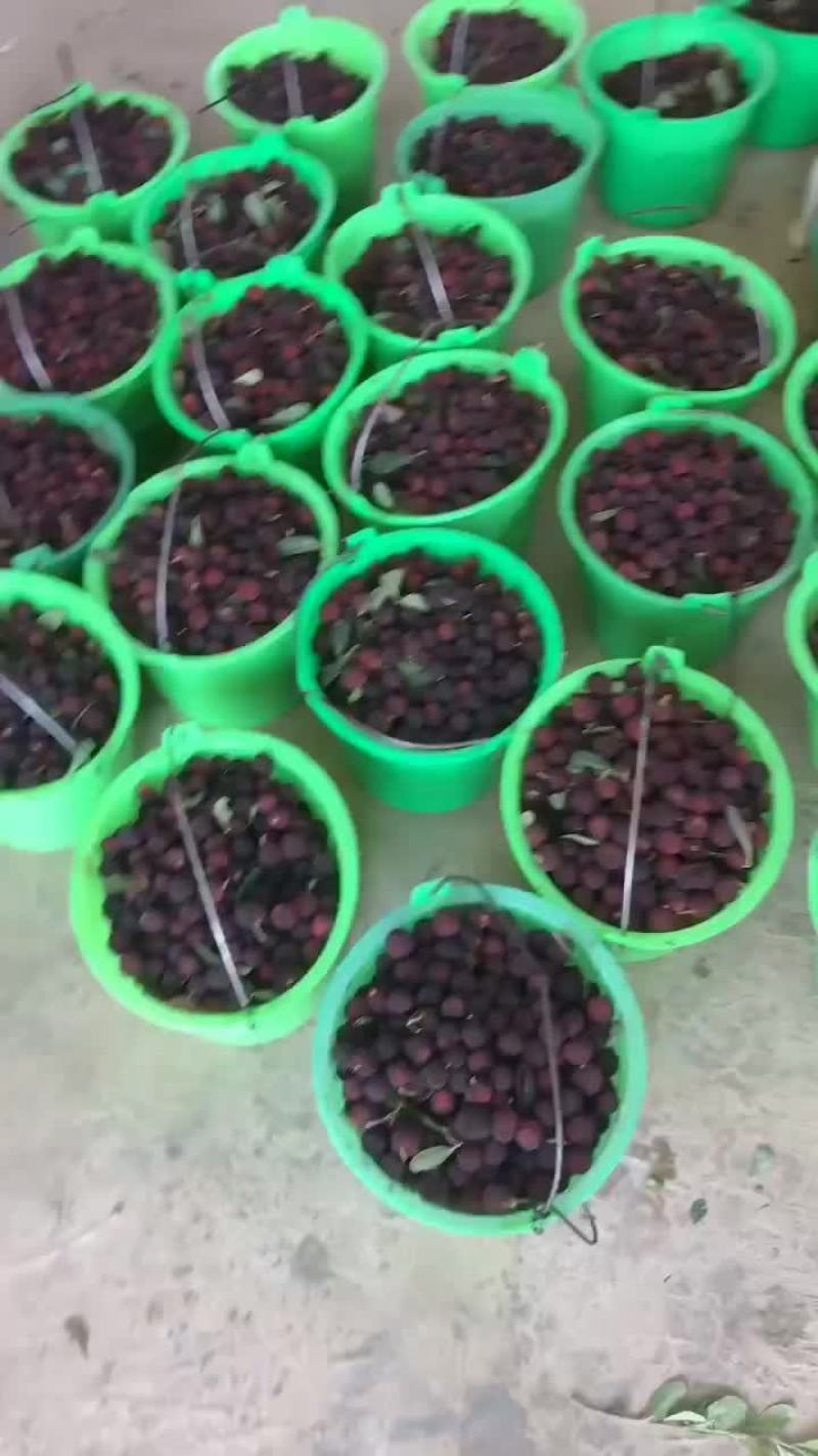 精品荸荠梅，东魁，早熟，支持一件代发，也支持代办