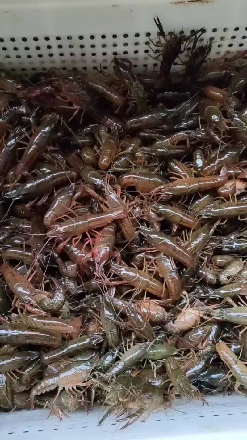 大量供应优质小龙虾苗，当天起苗，当天送货上门。包送到。