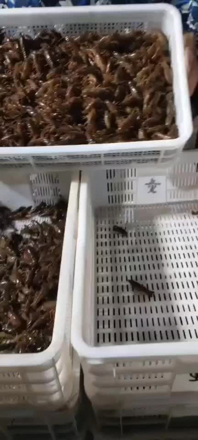 大量供应优质小龙虾苗，当天起苗，当天送货上门。包送到。