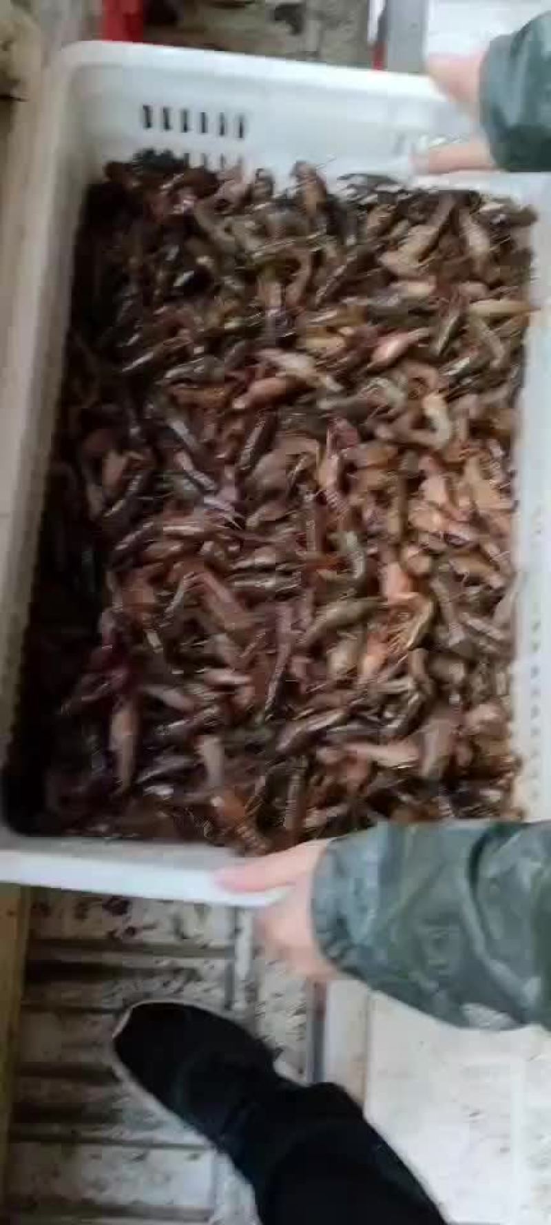 大量供应优质小龙虾苗，当天起苗，当天送货上门。包送到。