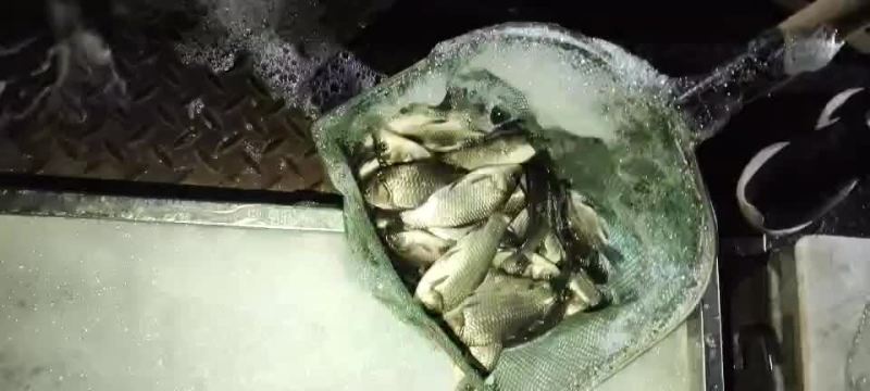 精品鲫鱼5两以上成活率高繁殖量高好喂养
