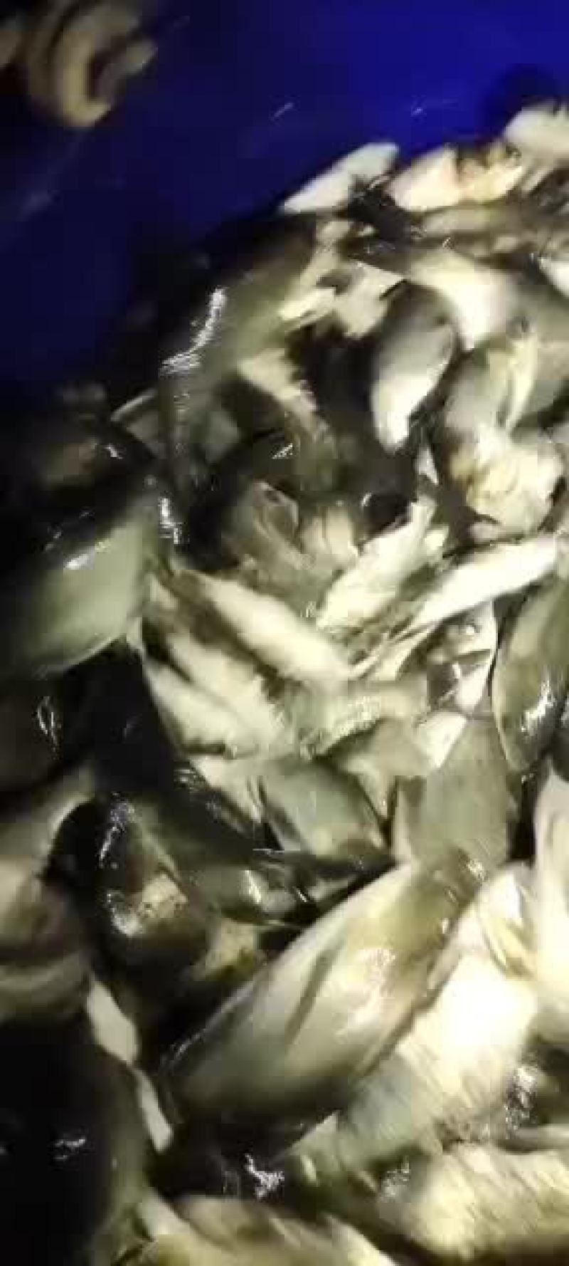 精品鲫鱼5两以上成活率高繁殖量高好喂养
