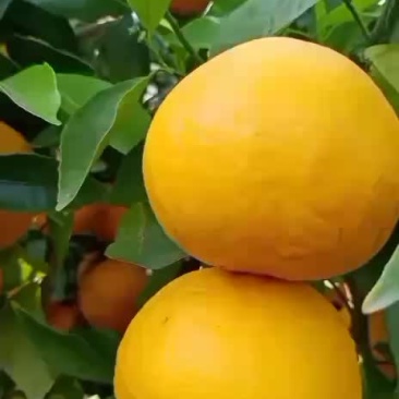 云南丽江江边的沃甘大量上市