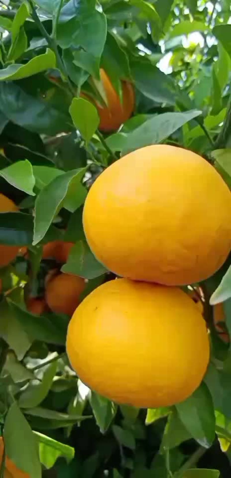 云南丽江江边的沃甘大量上市