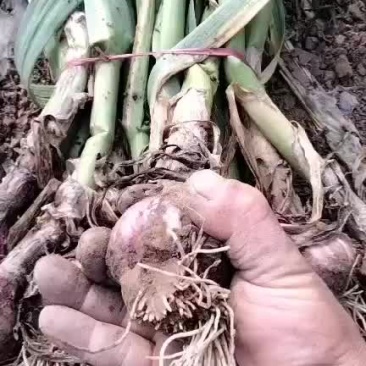 大蒜