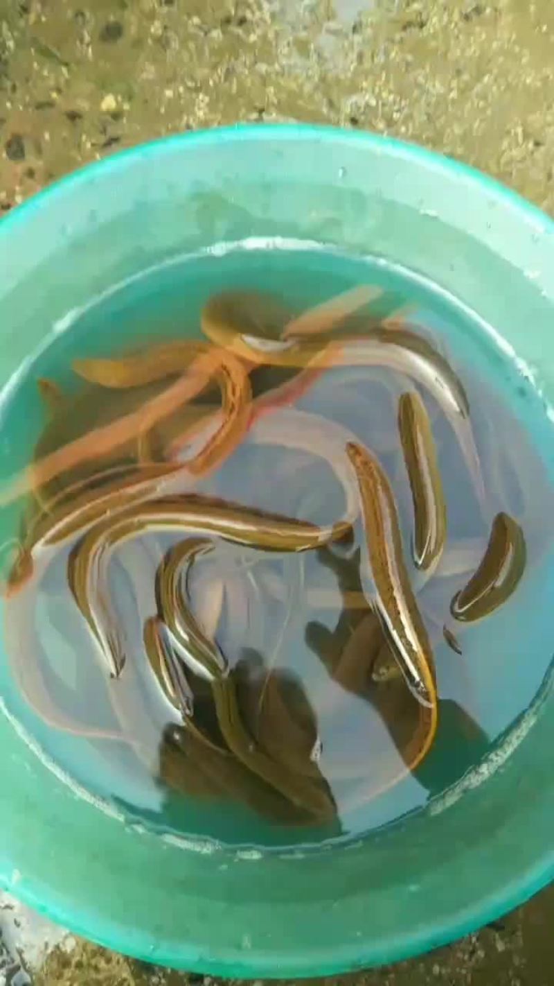 养殖的泥鳅，的泥鳅。