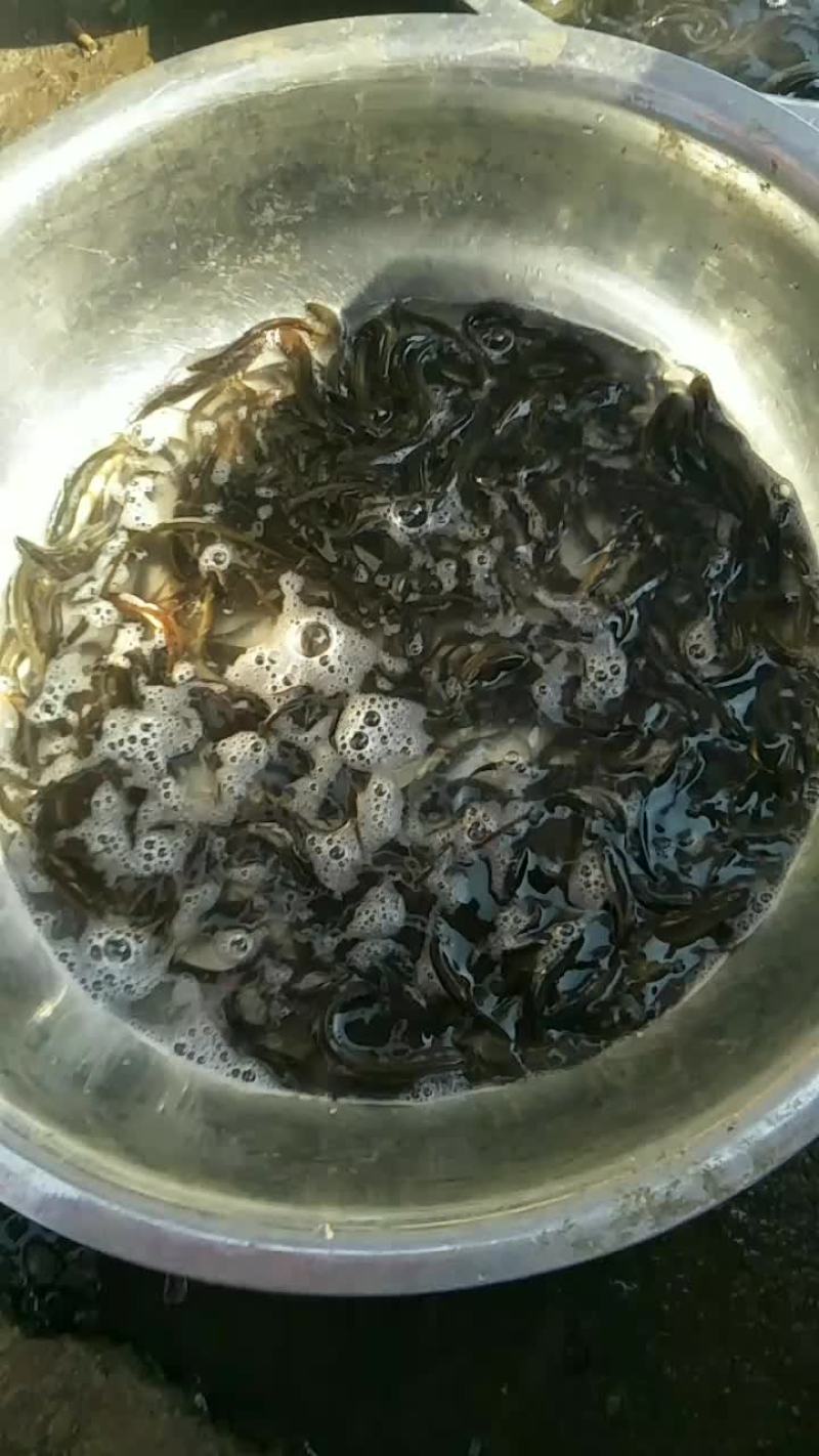养殖的泥鳅，的泥鳅。