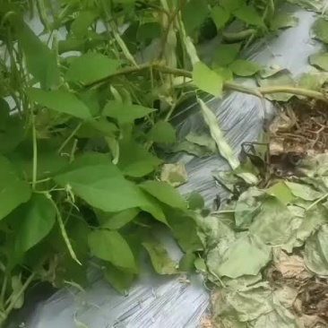 山东高密精品芸豆大量上市中