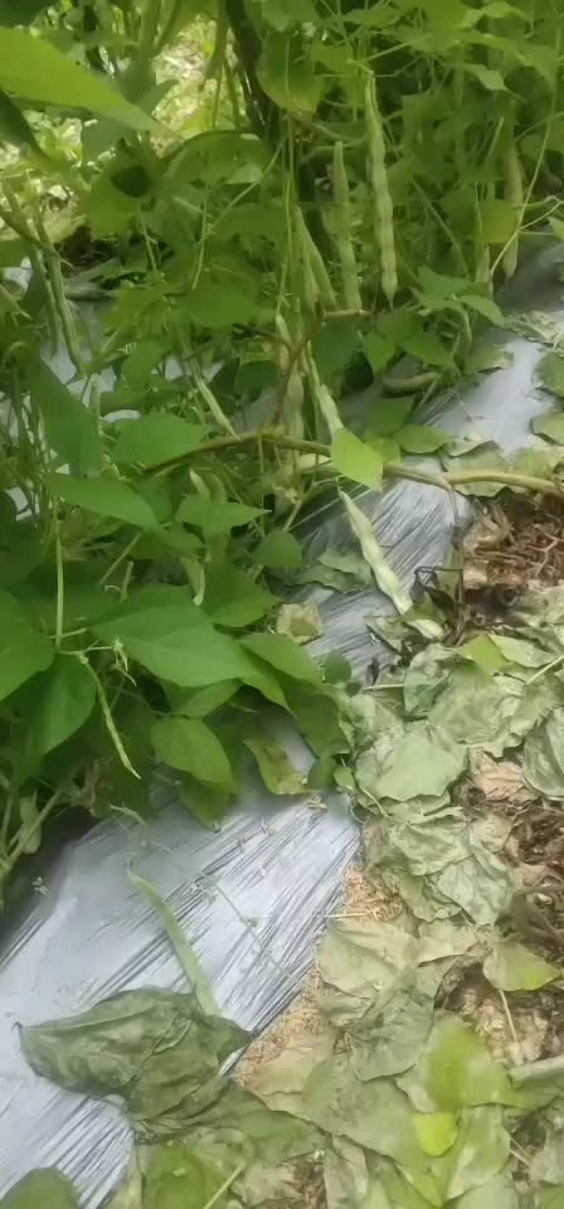 山东高密精品芸豆大量上市中