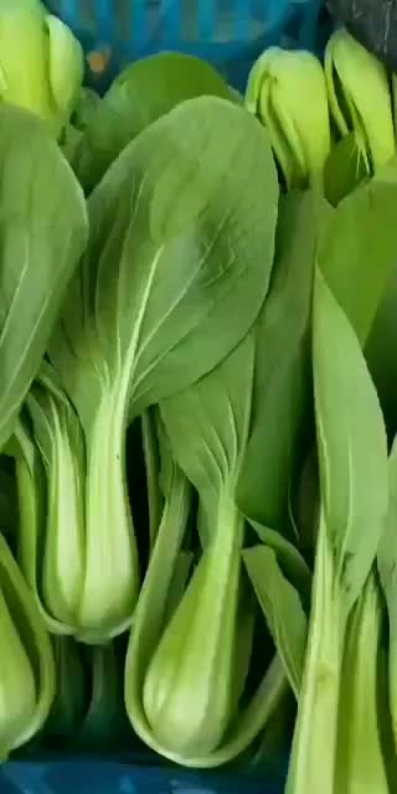 精品上海青