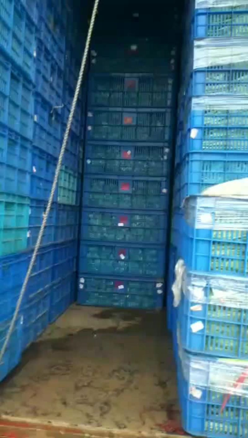 精品上海青