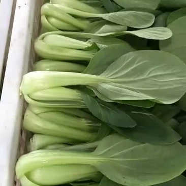 精品上海青