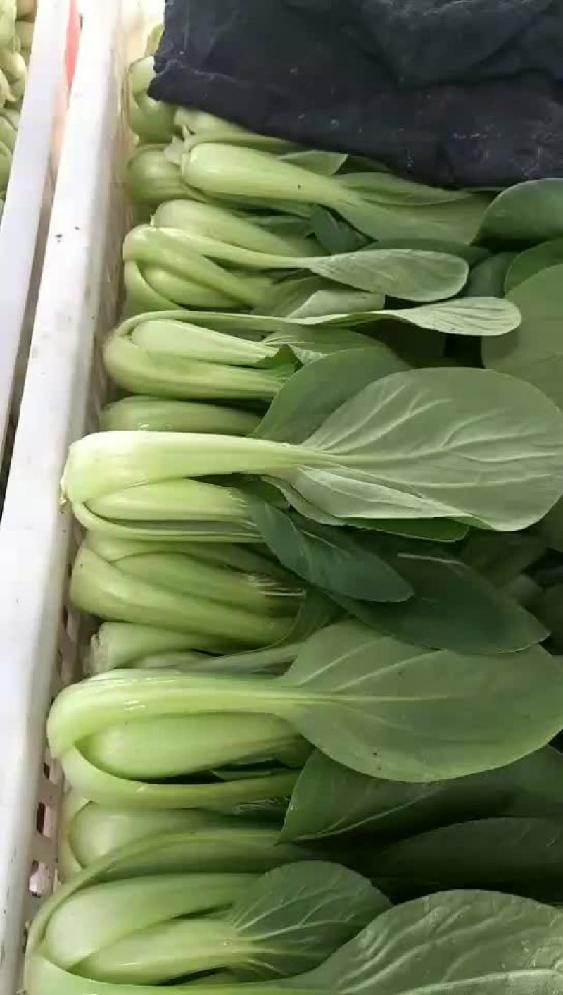 精品上海青