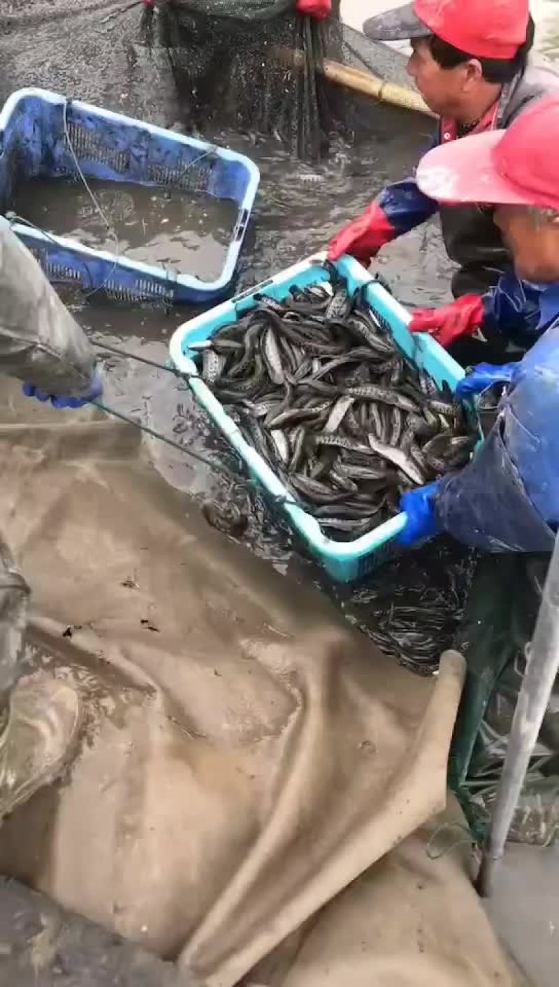黑鱼又称乌鱼成活率极高利润高回本快赖养