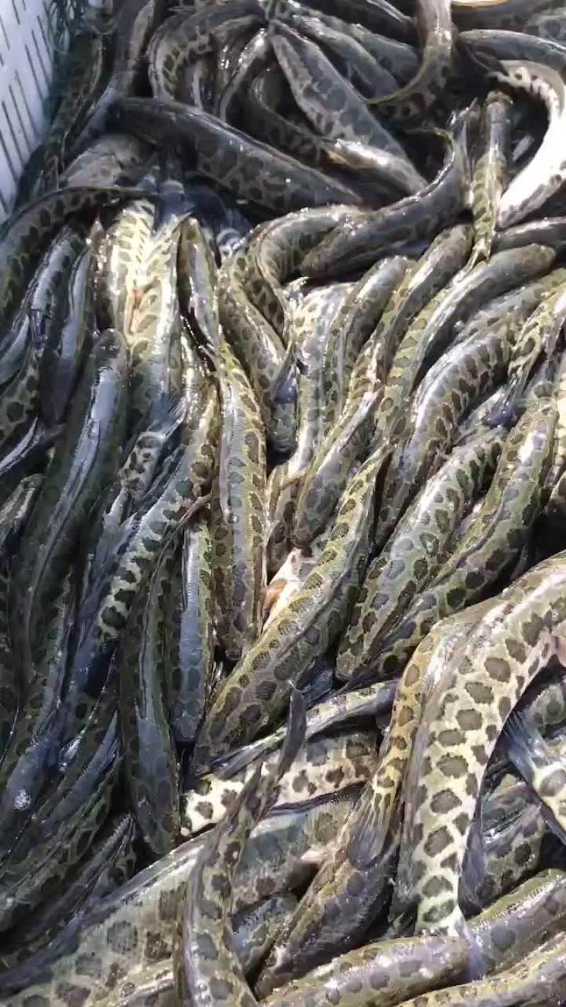 黑鱼又称乌鱼成活率极高利润高回本快赖养